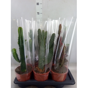 Cactus   ...mix  3