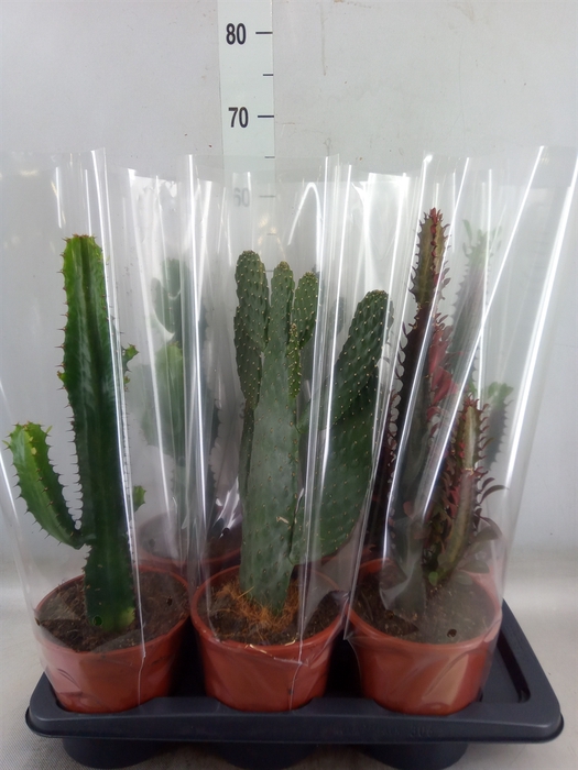 <h4>Cactus   ...mix  3</h4>