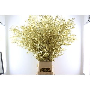 Euca Gunny Klbh Goud