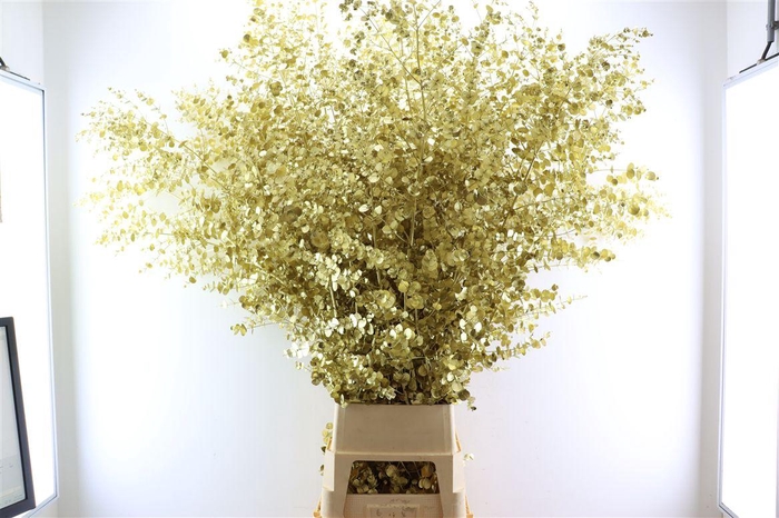 <h4>Euca Gunny Klbh Goud</h4>