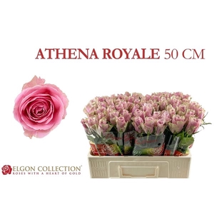 R Gr Athena Royal Elgon