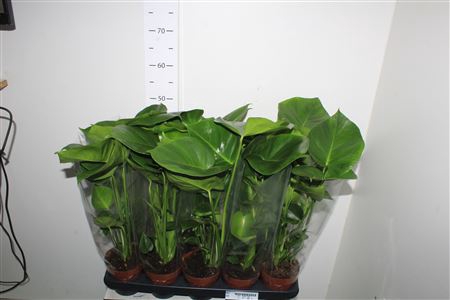 <h4>Monstera Ov</h4>