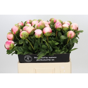 PAEONIA COLONEL OWEN COUSINS