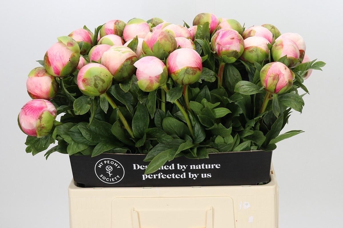 <h4>PAEONIA COLONEL OWEN COUSINS</h4>