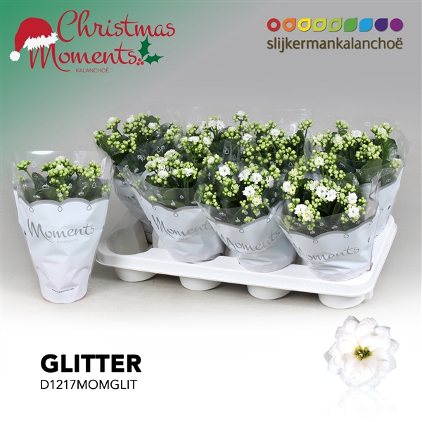 <h4>Kalanchoe blossfeldiana gevuld 'Skydive'</h4>