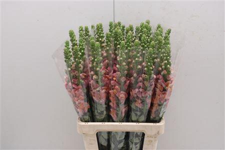 <h4>Antir Poto D Orange</h4>