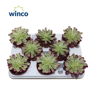 Aeonium Mardi Grass