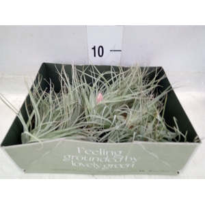 Tillandsia