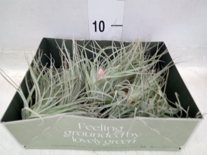 <h4>Tillandsia</h4>