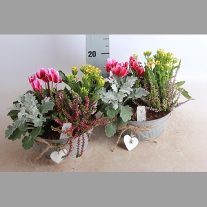ARR TUINPLANTEN