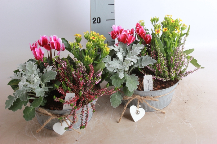 <h4>ARR TUINPLANTEN</h4>