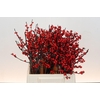 Ilex Rood