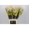 Blushing Bride 4/6 Flowers