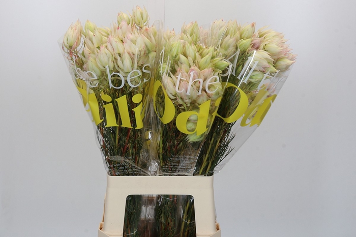 <h4>Blushing Bride 4/6 Flowers</h4>