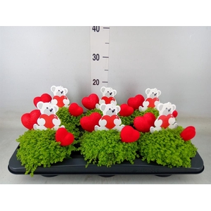 Soleirolia soleirolii 'Aurea'