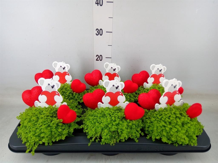 <h4>Soleirolia soleirolii 'Aurea'</h4>