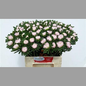 Callis Jules Pink