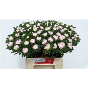 Callis Jules Pink