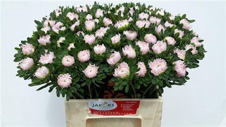 <h4>Callis Jules Pink</h4>
