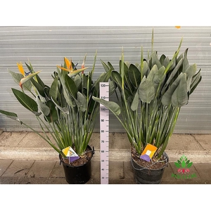 Strelitzia Reginae 40Ø 145cm 15pp