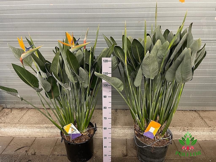 Strelitzia Reginae 40Ø 145cm 15pp