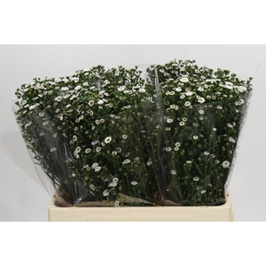 Aster Pompon White