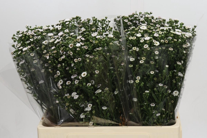 <h4>Aster Pompon White</h4>