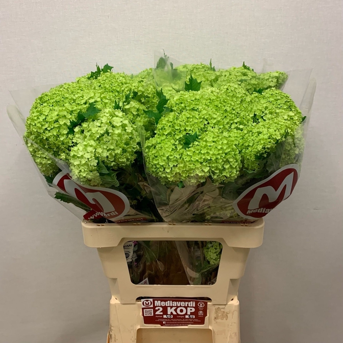 <h4>Viburnum opulus 'Roseum'</h4>