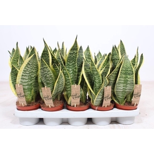 Sansevieria Futura Superba