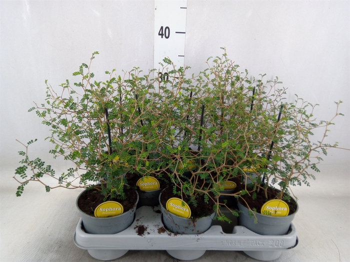 <h4>Sophora prostrata 'Little Baby'</h4>