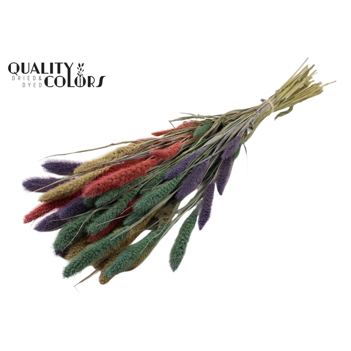 <h4>Setaria per bunch colourful 1</h4>