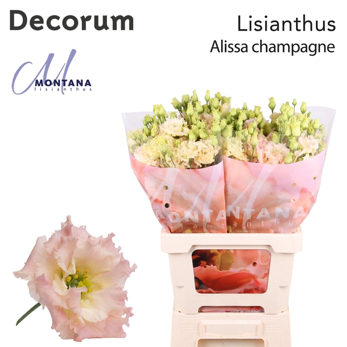 <h4>Lisianthus Alissa champagne 70cm</h4>