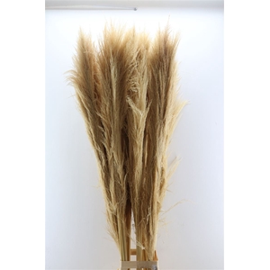 Dried Cortaderia Zaquara Semi Bleached 160cm