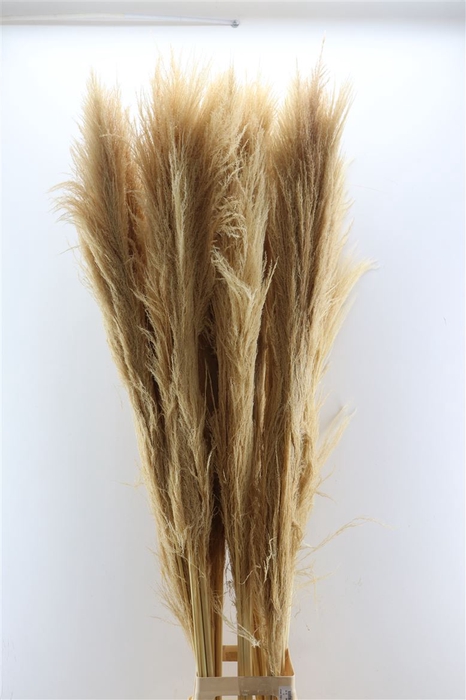 <h4>Dried Cortaderia Zaquara Semi Bleached 160cm</h4>