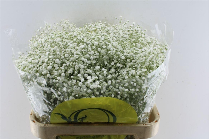 <h4>Gyps Pa Xlence</h4>