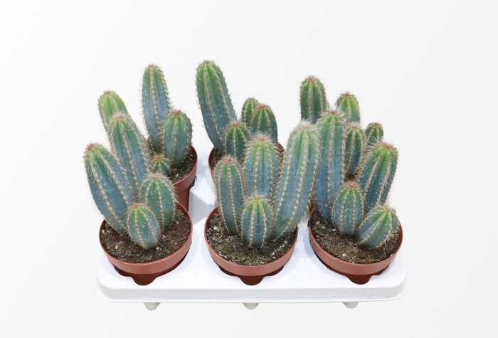 <h4>Pilosocereus Pachycladus</h4>