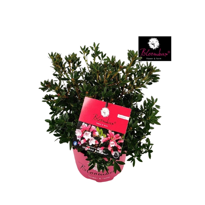 <h4>Rhododendron 40-50 /5 liter 'Bloombux Magenta'</h4>