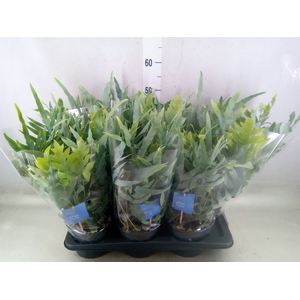 Phlebodium aureum 'Blue Star'