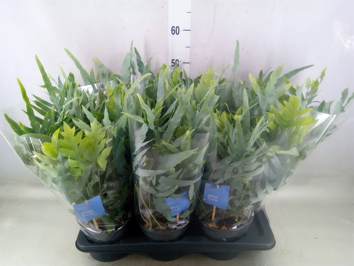 <h4>Phlebodium aureum 'Blue Star'</h4>