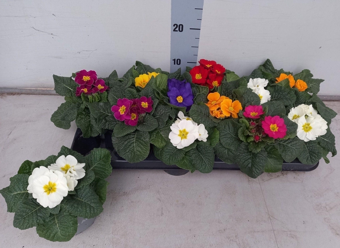 <h4>PRIM ACAULIS GEMENGD</h4>