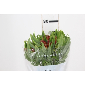 ALSTROEMERIA CINNAMON 080 CM
