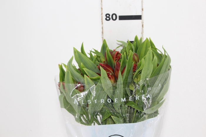 <h4>ALSTROEMERIA CINNAMON 080 CM</h4>