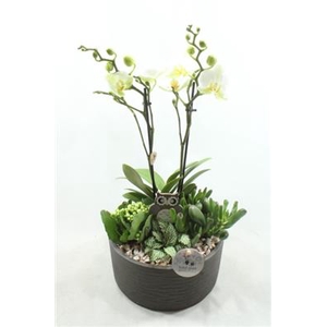 PH004 STELLA GREY