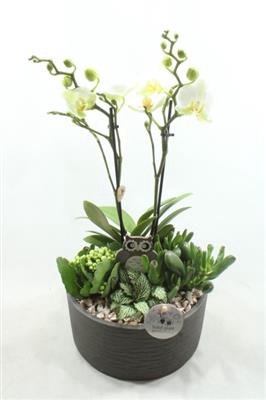 <h4>PH04 STELLA GREY</h4>