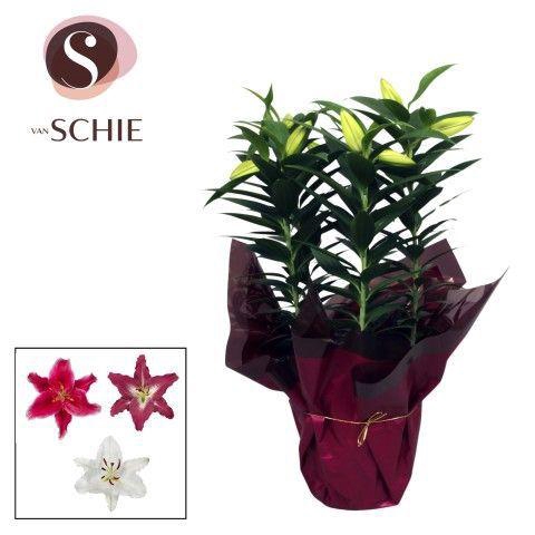 <h4>Oriental Mix p19 Rondella LUXE</h4>