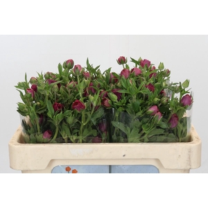 Ranunculus Magical Raspberry