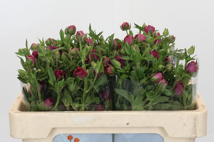 Ranunculus Magical Raspberry