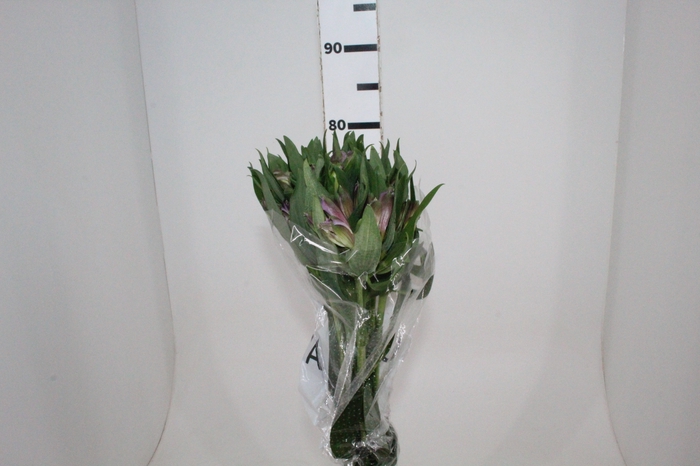 <h4>ALSTROEMERIA PURPLE RAIN 080 CM</h4>