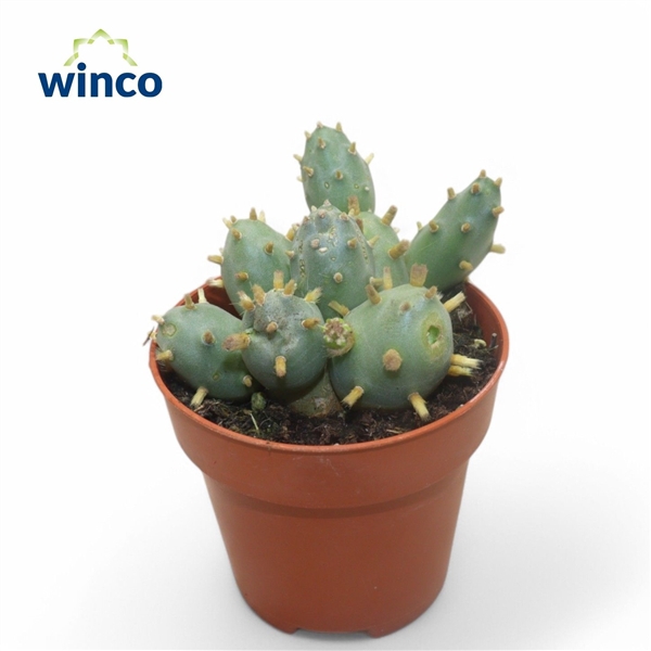 <h4>Tephrocactus Rossianus</h4>