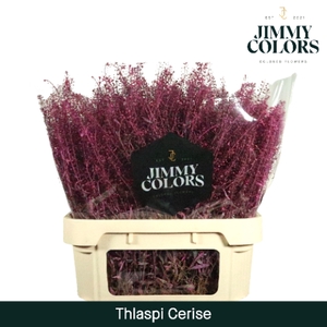 Thlaspi Gekleurd Klbh. Cerise